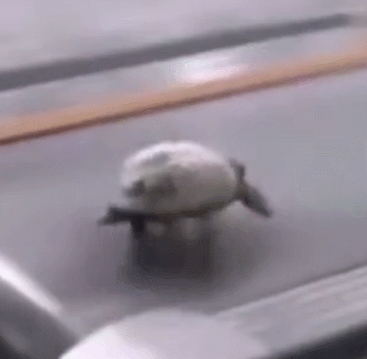 403_394gif 动态图 动图