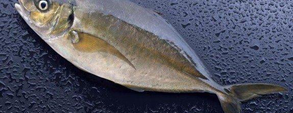 关于刺身食材与个人对刺身的体验的简谈|金枪鱼|鲷鱼|鲣鱼_新浪新闻