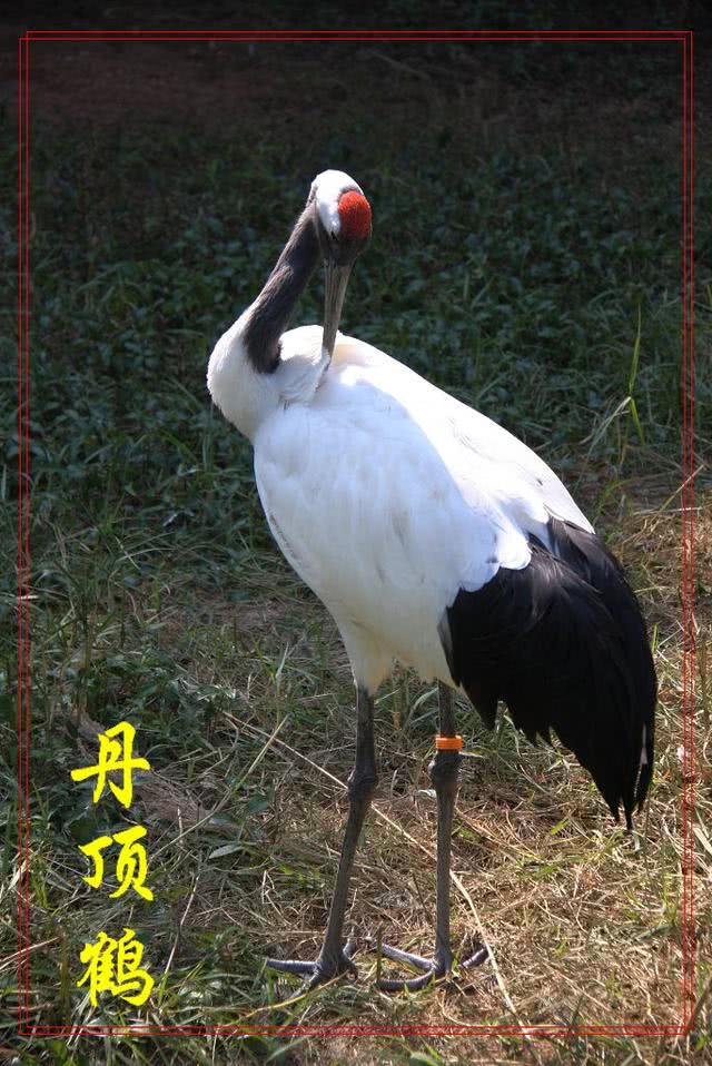 南方最大的丹顶鹤基地,原来就是广东这座城市