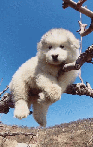 憨憨的狗子爬树上!狗子在想"我该怎么下去"