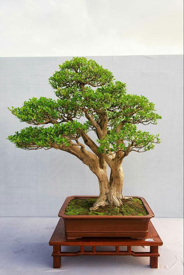 黄杨树盆景怎么养?想培育成老桩这些问题可不能忽视!