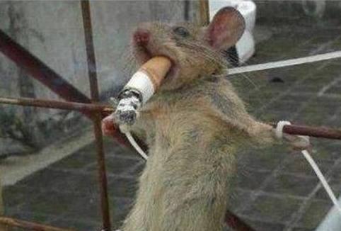 老鼠被抓后.士可杀不可辱! 爆笑合辑