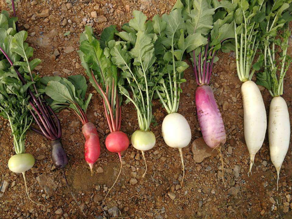 这种萝卜形似樱桃清脆爽口,却长在地里,你们见过吗?