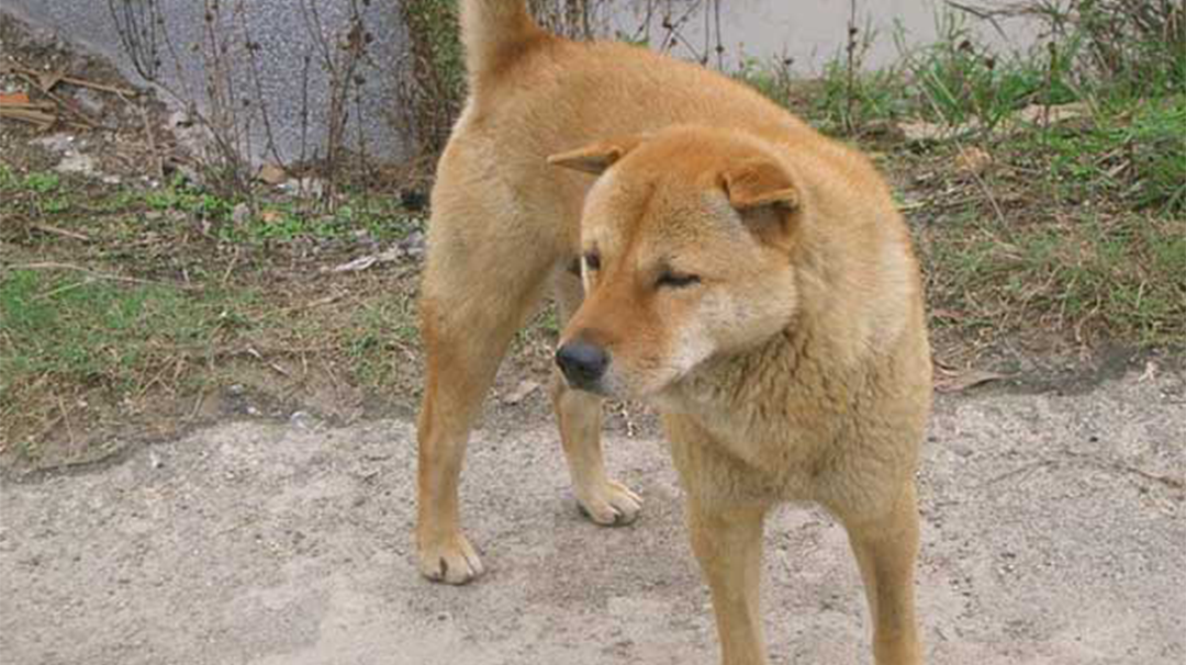 如果换成我,我会守护它们一辈子|土狗|田园|主人_新浪新闻