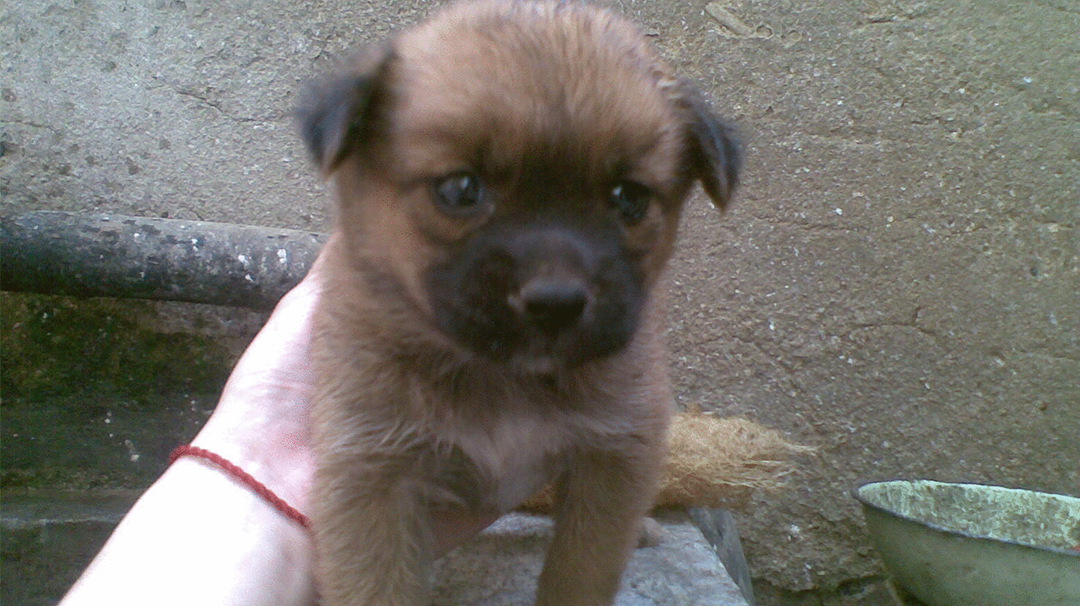 如果换成我,我会守护它们一辈子|土狗|田园|主人_新浪新闻