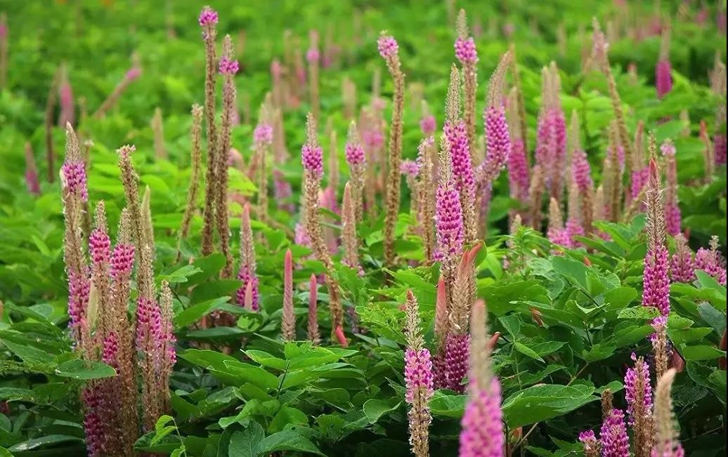 小伙建100亩石参花海 :乡亲免费参观!|大自然|乡亲|花海_新浪新闻