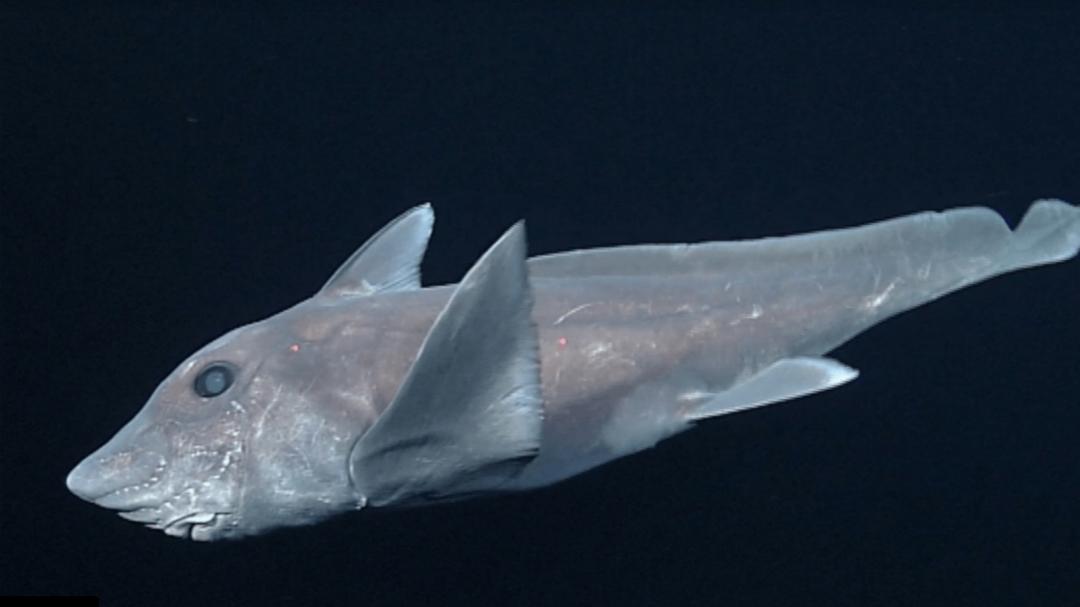 海洋中的活化石生活在距今4亿年前样貌极其独特相当神秘