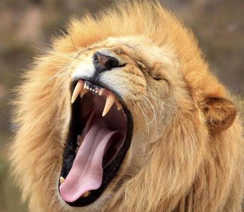 小狮子打架打输了,想跟饲养员求安慰,这种一个动作萌翻了!