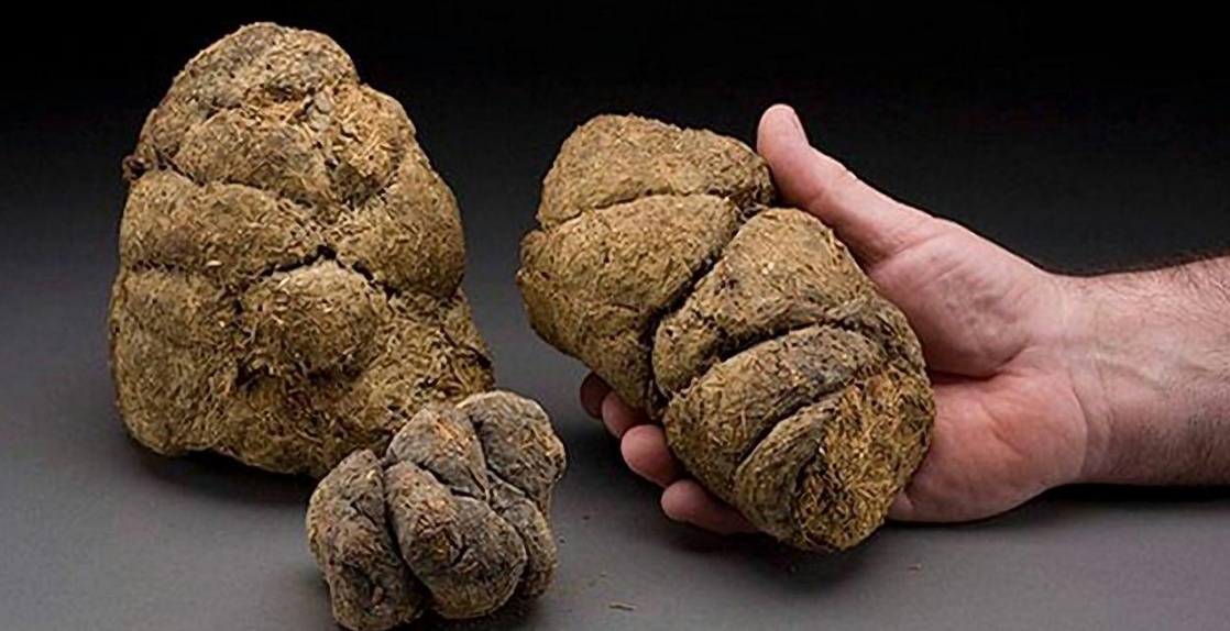 脑洞冷知识:树懒一周只拉一次屎,粪便有多重?能拉体重三分之一