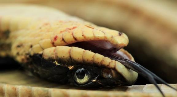 美国一条东方猪鼻蛇,翻肚子散发恶臭,怎料之后的一幕看的人惊住