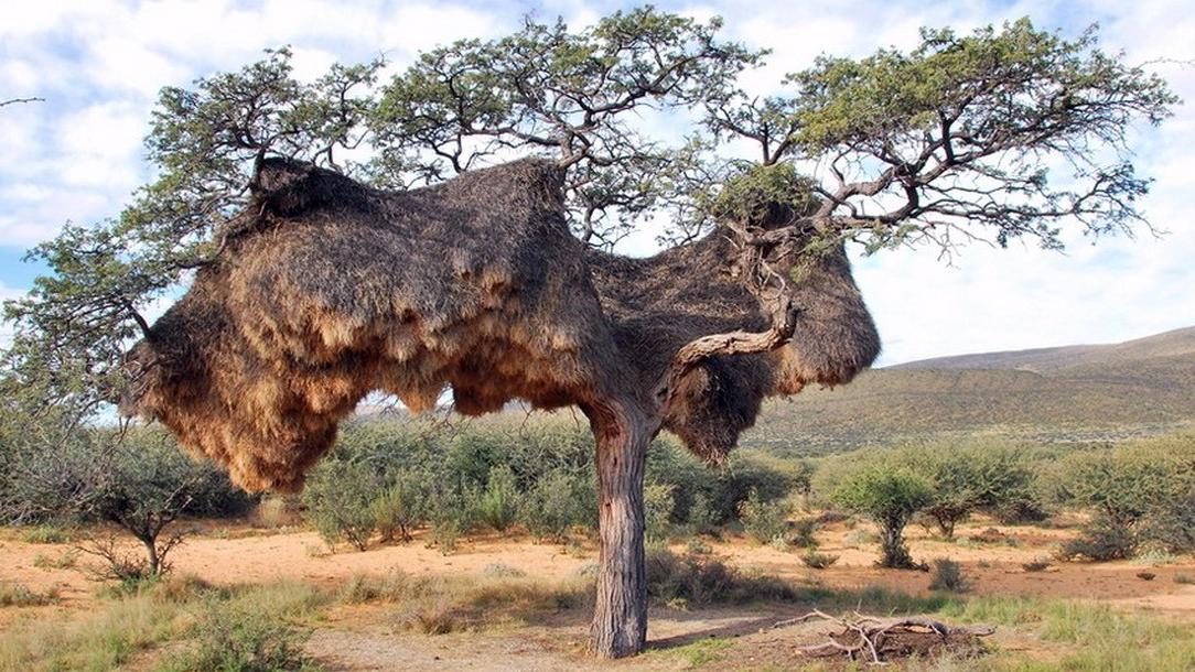 动物里的建筑大师:一吨重的鸟窝住500只鸟,冬暖夏凉能抵御外敌