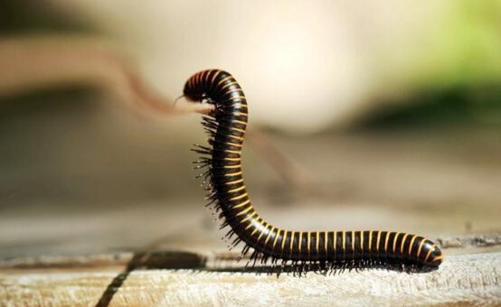 地球上脚最多的动物, 最多多达690只, 遇危险立刻装死|千足虫|马陆|无
