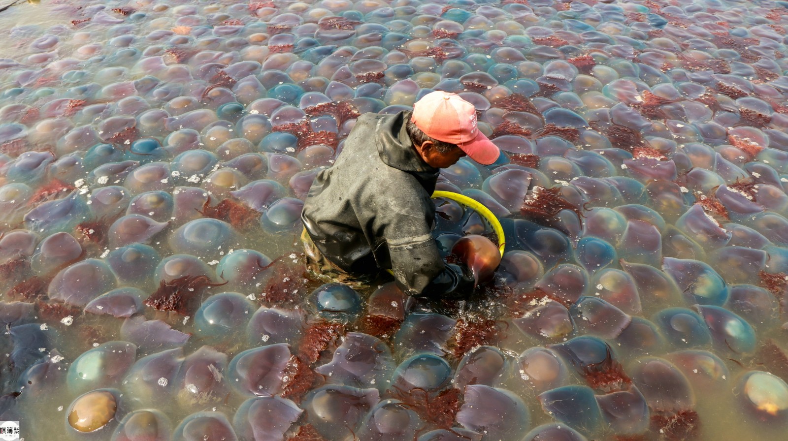 近6万斤海蜇抢滩登陆,受损渔民得到慰藉|海蜇|渔民|捕捞_新浪新闻