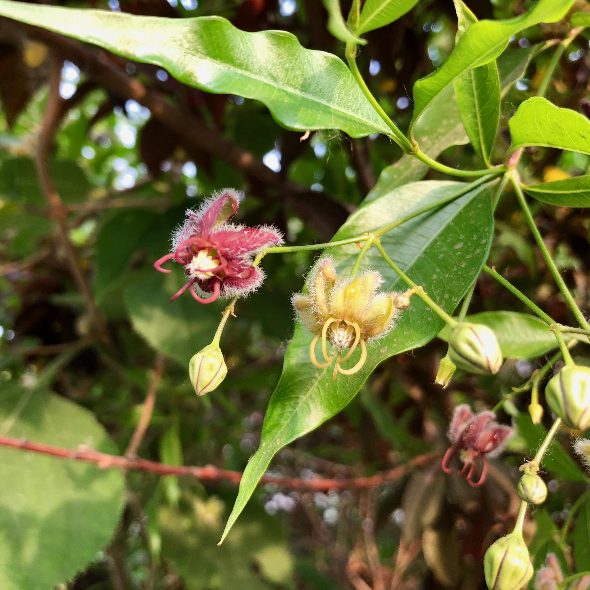 杠柳的花挺好看但很多人没见过北京奥林匹克公园