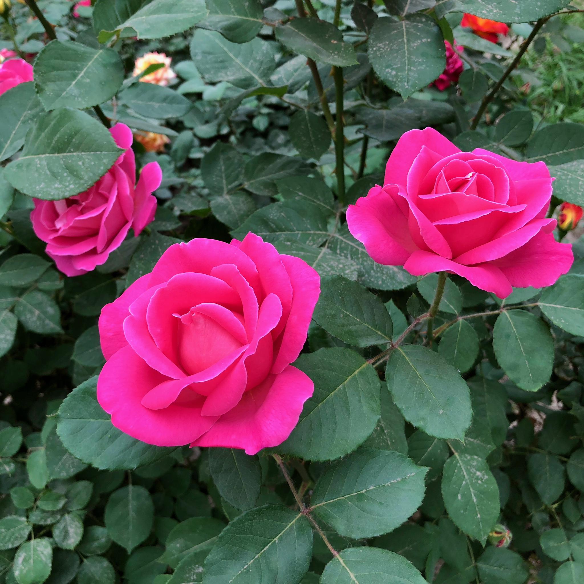 美图必须分享。看完这组照片，就知道北京市花为什么是月季花|月季花|月季|市花_新浪新闻