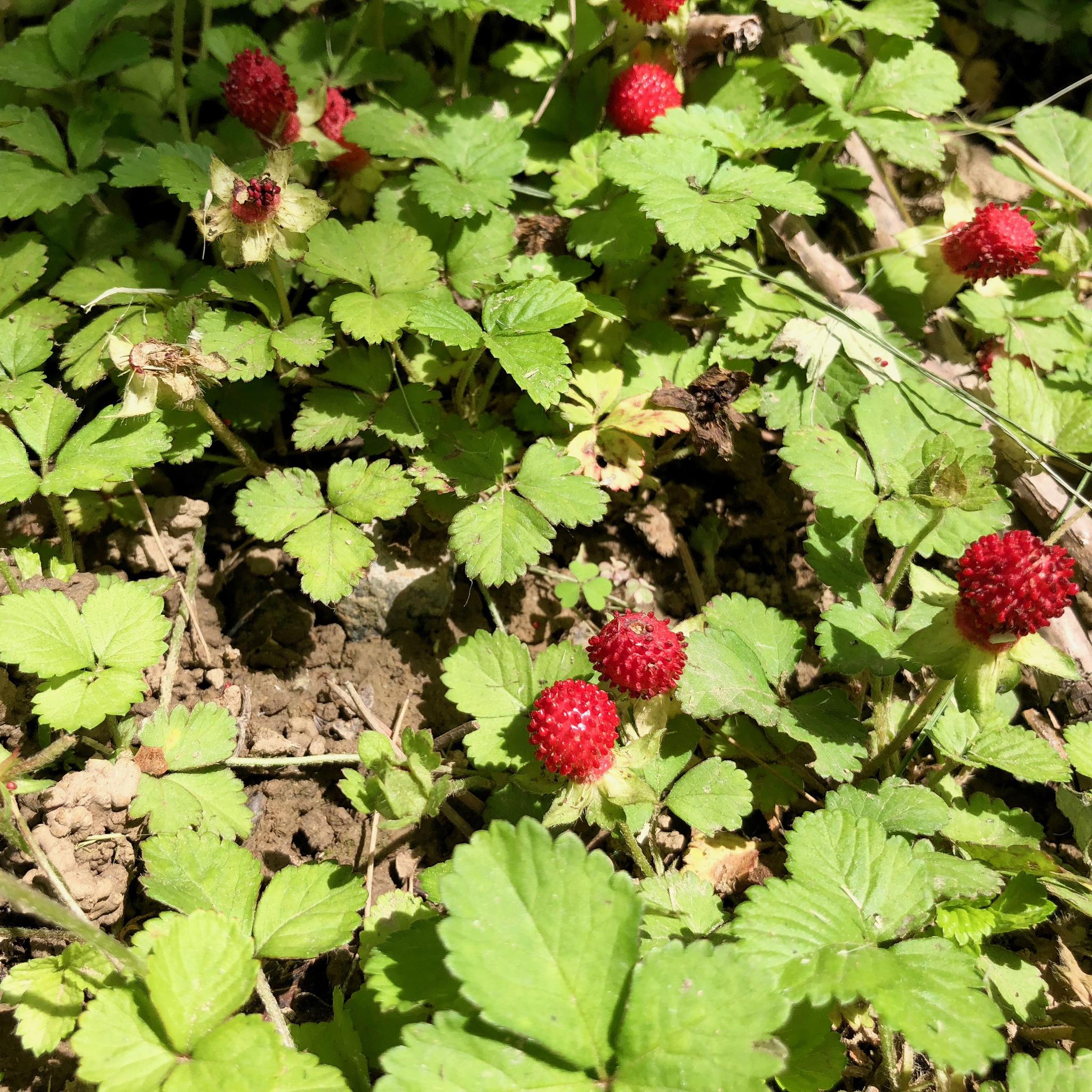 野草莓蔷薇科草莓属北京奥林匹克公园野生观赏植物资源