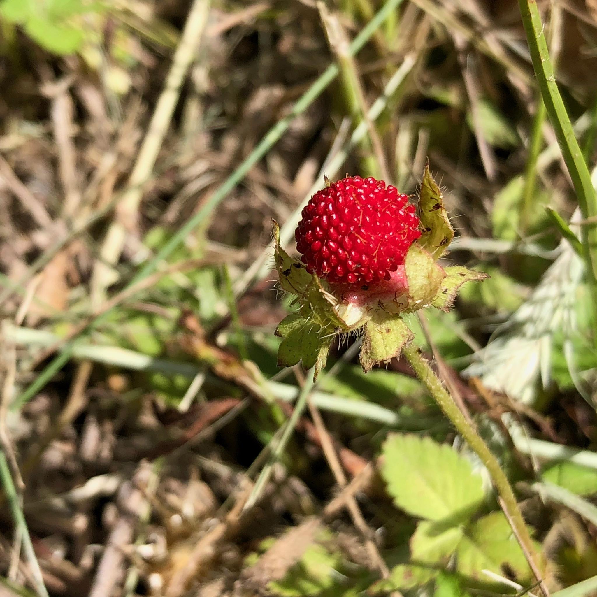 野草莓,蔷薇科草莓属.北京奥林匹克公园野生观赏植物资源