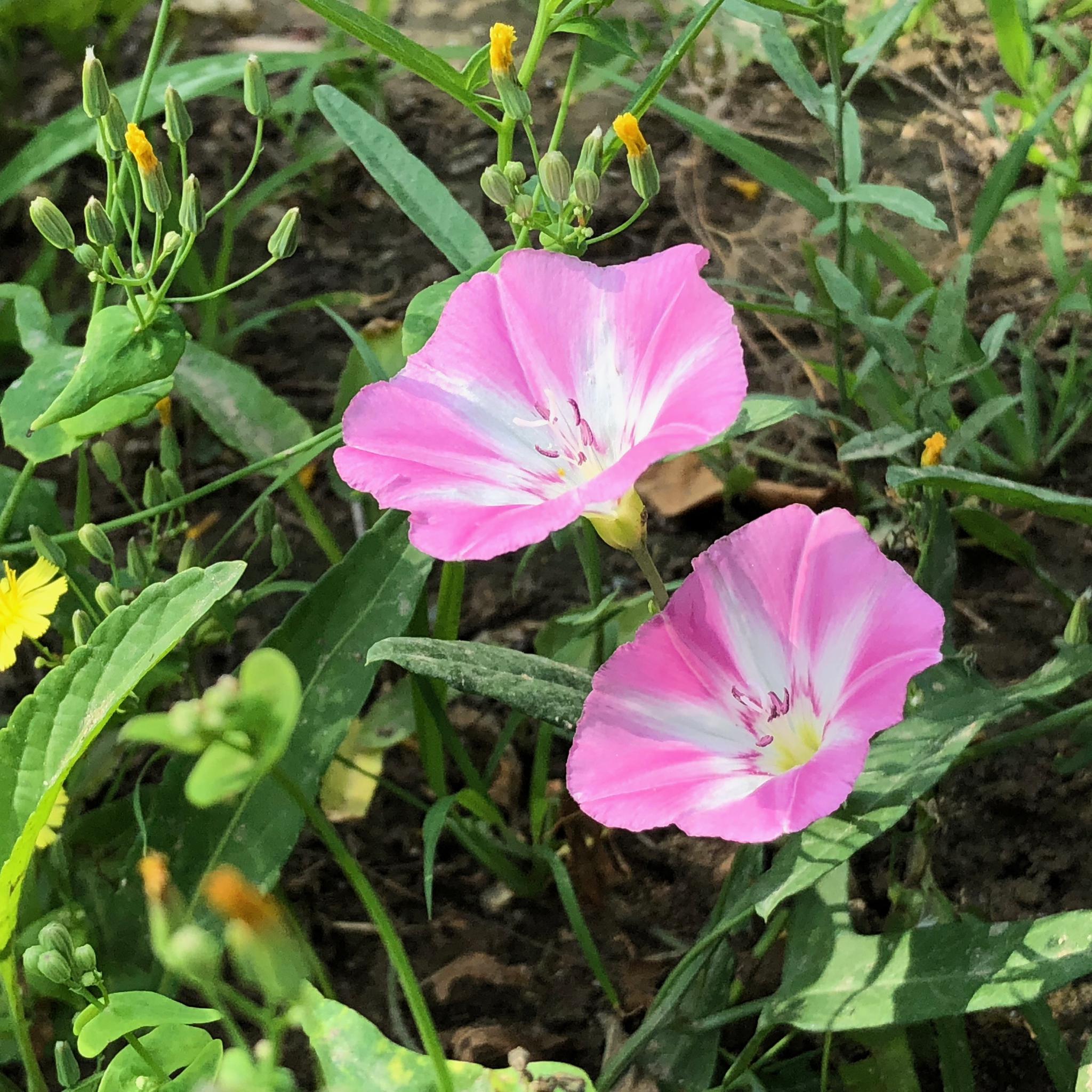 欣赏一组田旋花照片,祝高考生快乐,拍自北京奥林匹克公园