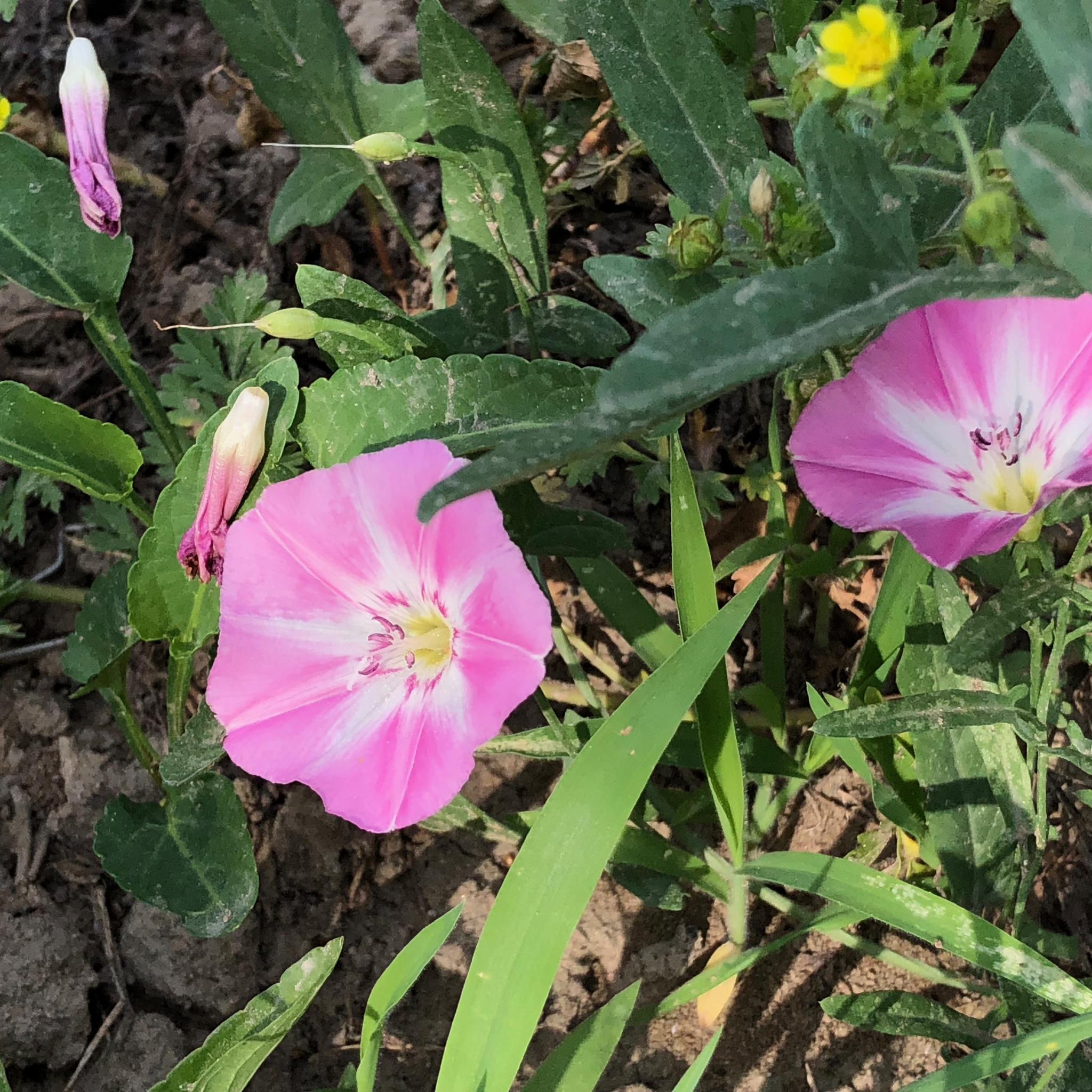 欣赏一组田旋花照片,祝高考生快乐,拍自北京奥林匹克公园