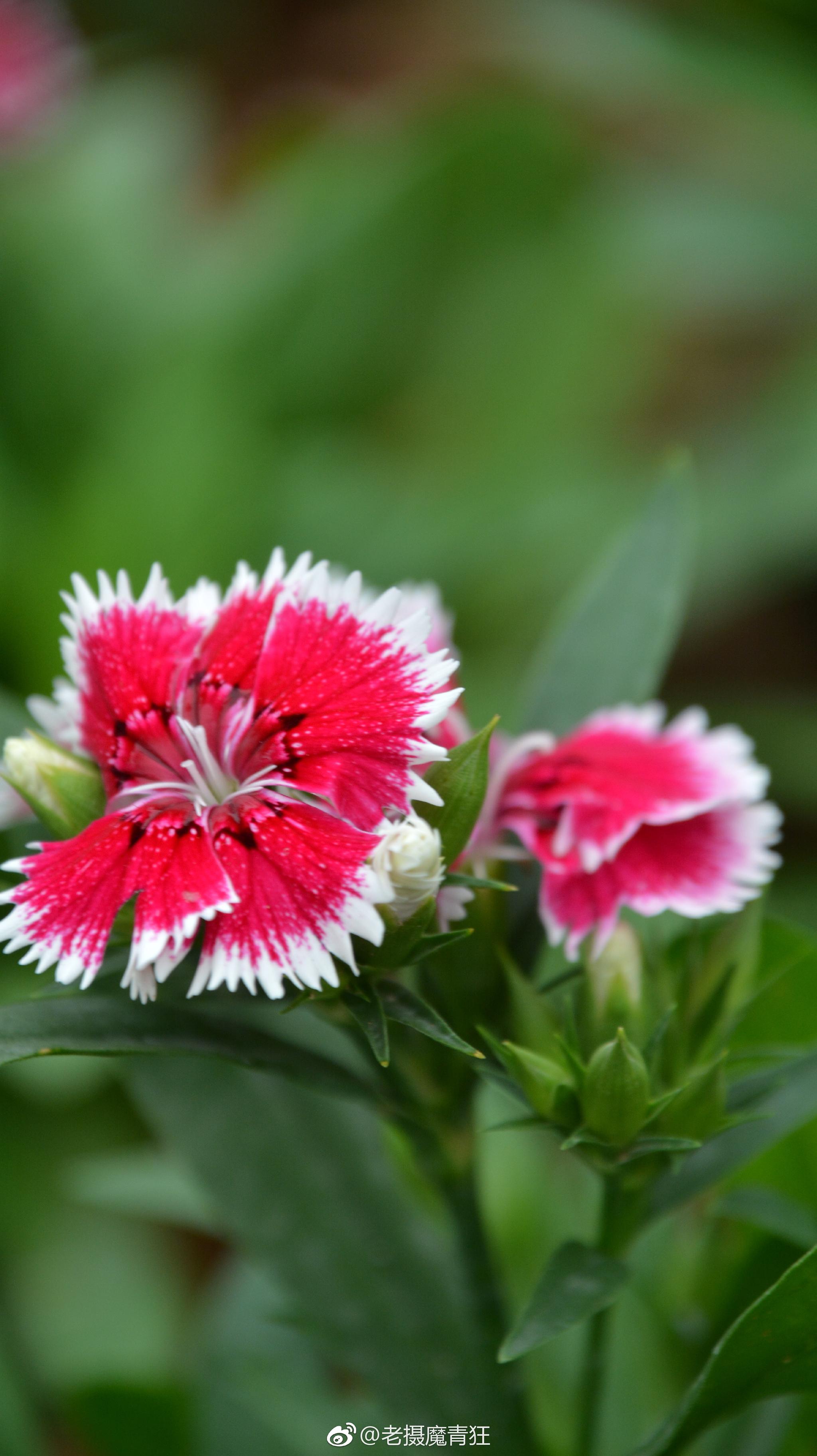 石竹石竹科石竹属别名洛阳花石柱花多年生草本茎丛生