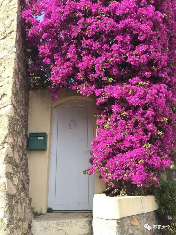 三角梅|月季|爬藤_新浪新闻