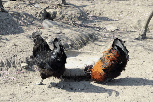 亲们春季聚会报名啦兴文在线带大家去抓鸡摘草莓赏桃花