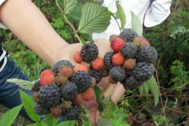 小时候在农村长大的你,小编说到的这些野泡你吃过多少种呢!