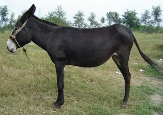 而驴头,驴蹄,驴尾巴都是好东西,很多人想买还买不到,这样看的话,咱们