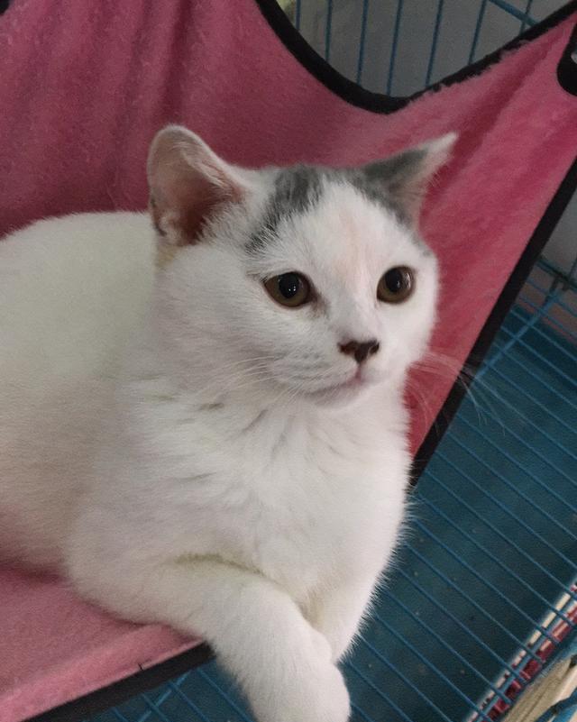萌萌哒的三个月大小猫咪 实力征服嫌弃猫狗的妈妈!