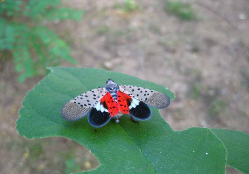 我们那叫花姑娘小时候经常玩它幼虫一蹦很远满满的都是回忆