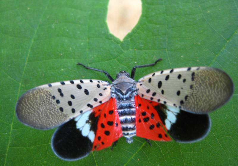 我们那叫花姑娘小时候经常玩它幼虫一蹦很远满满的都是回忆