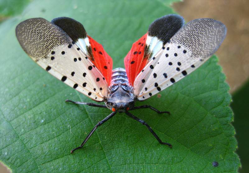 我们那叫花姑娘小时候经常玩它幼虫一蹦很远满满的都是回忆