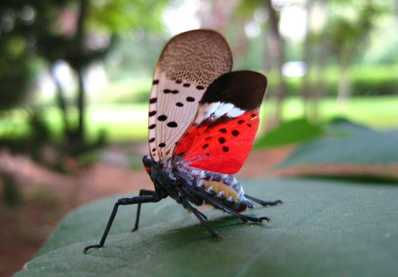 我们那叫花姑娘小时候经常玩它幼虫一蹦很远满满的都是回忆