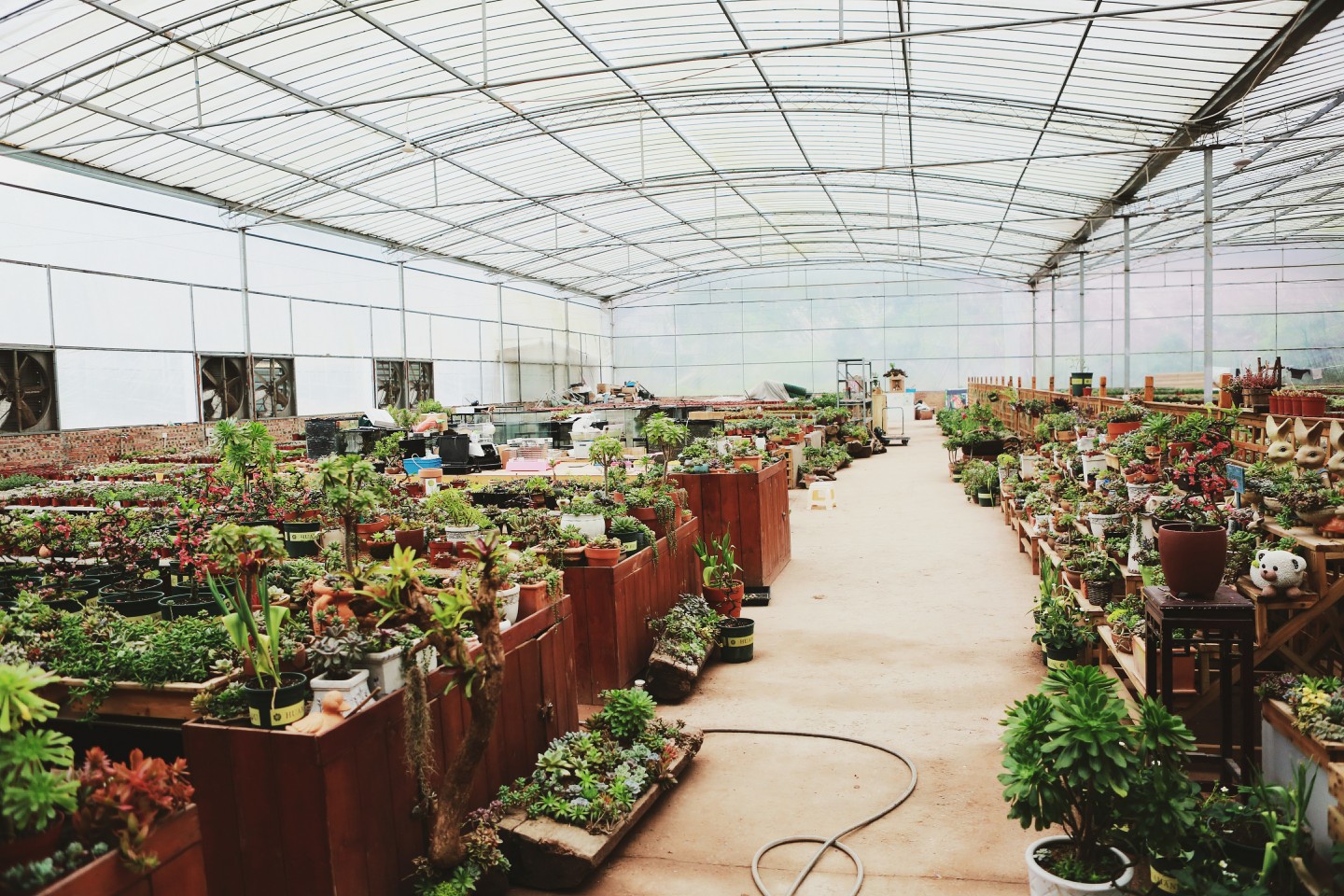 今天的拍摄地,角蛙爸爸农场,简直是多肉的海洋,还有各种小动物