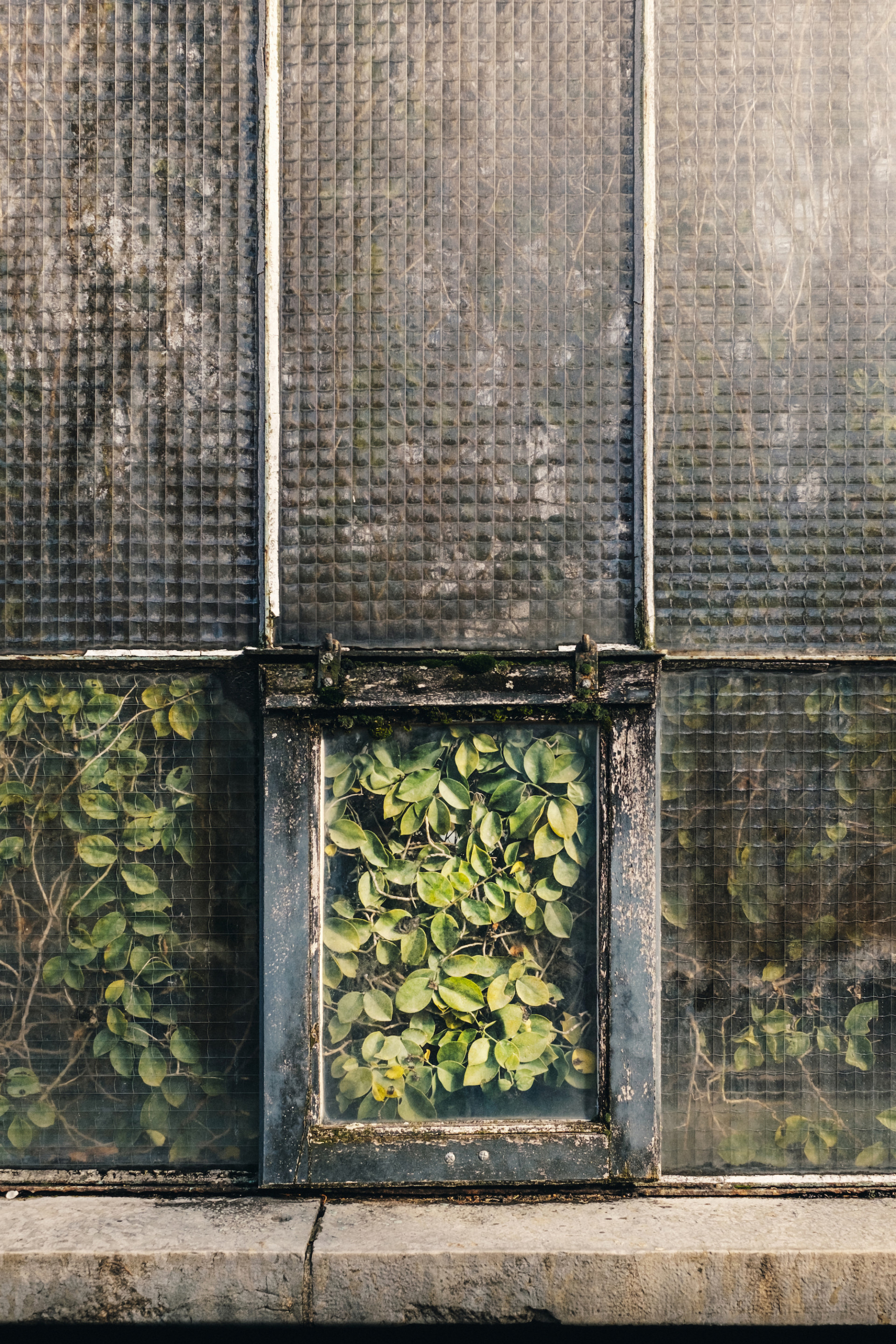 印象派植物摄影 | samuel zeller