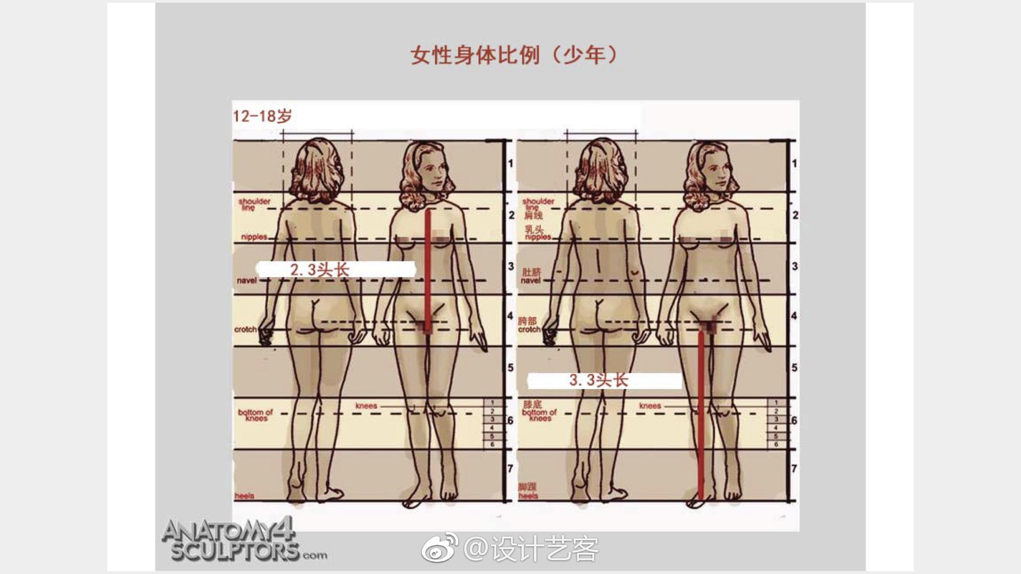 人体尺度比例参考美术生必修