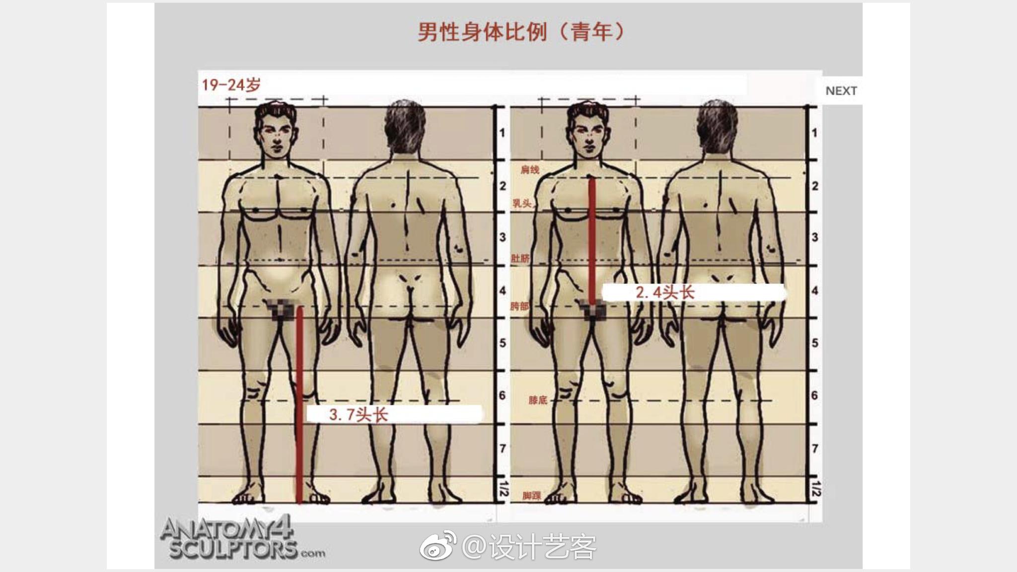 人体尺度比例参考,美术生必修