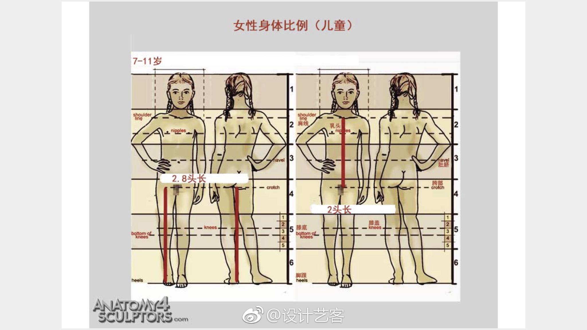 人体尺度比例参考美术生必修