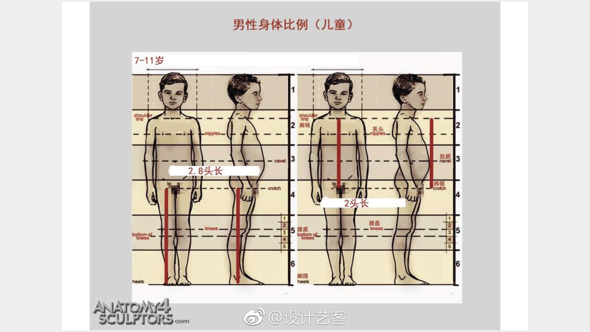 人体尺度比例参考,美术生必修