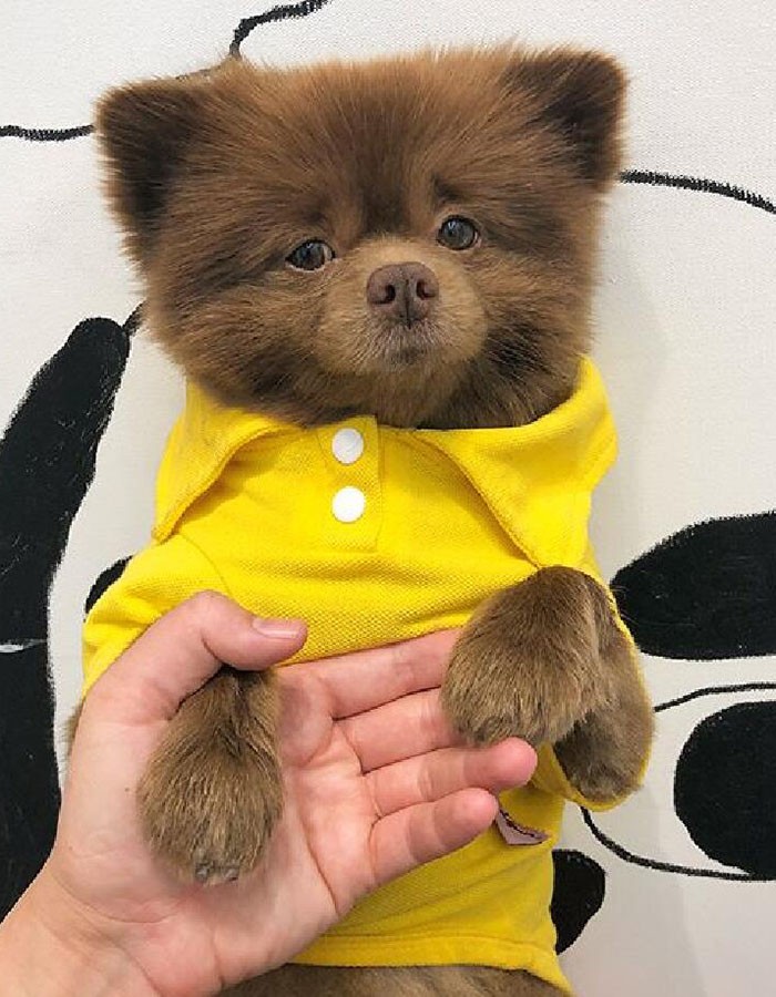 这只长的像熊的网红狗五岁了,网友:狗跟熊杂交出来的?