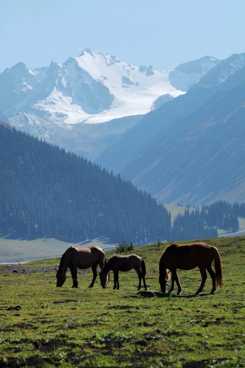 中国最美的8大草原7月进入最美时刻选一个出发吧