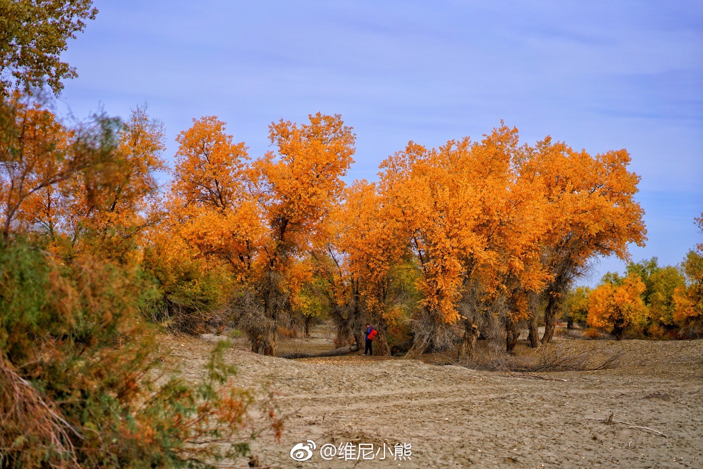 金秋十月,胡杨多彩,这是南疆沙雅最美时节|南疆|沙雅|胡杨叶|时节|于水_新浪新闻