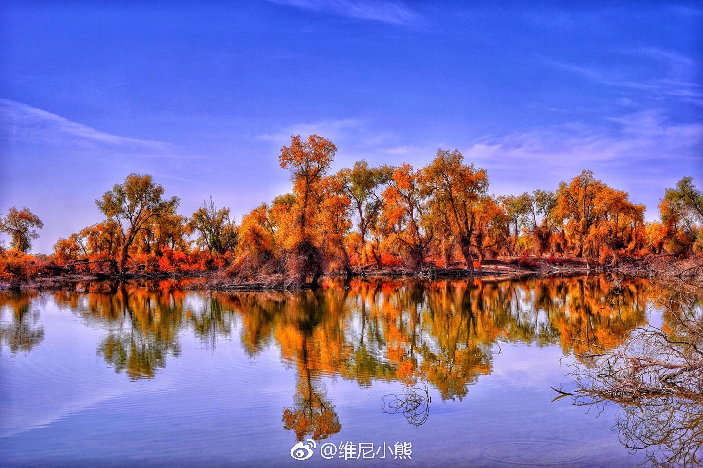 金秋十月,胡杨多彩,这是南疆沙雅最美时节|南疆|沙雅|胡杨叶_新浪新闻
