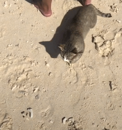 392_418gif 动态图 动图