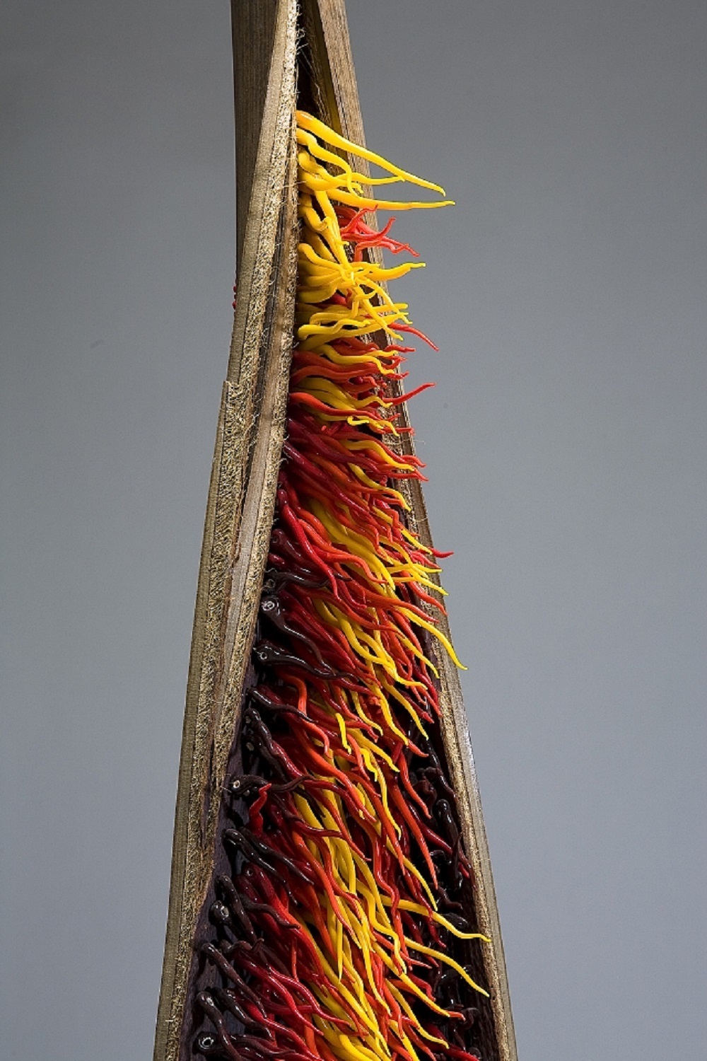 光彩夺目的玻璃雕塑,反映了自然形态的美 | 法国艺术家 julie gonce