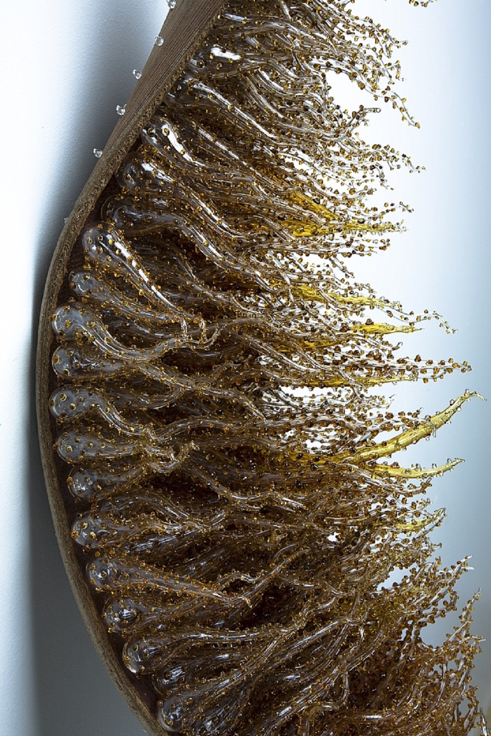 光彩夺目的玻璃雕塑,反映了自然形态的美 | 法国艺术家 julie gonce