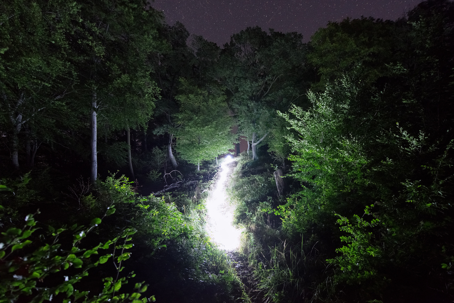 发光的林中小径布达佩斯摄影师 david lados 在匈牙利的偏远山区