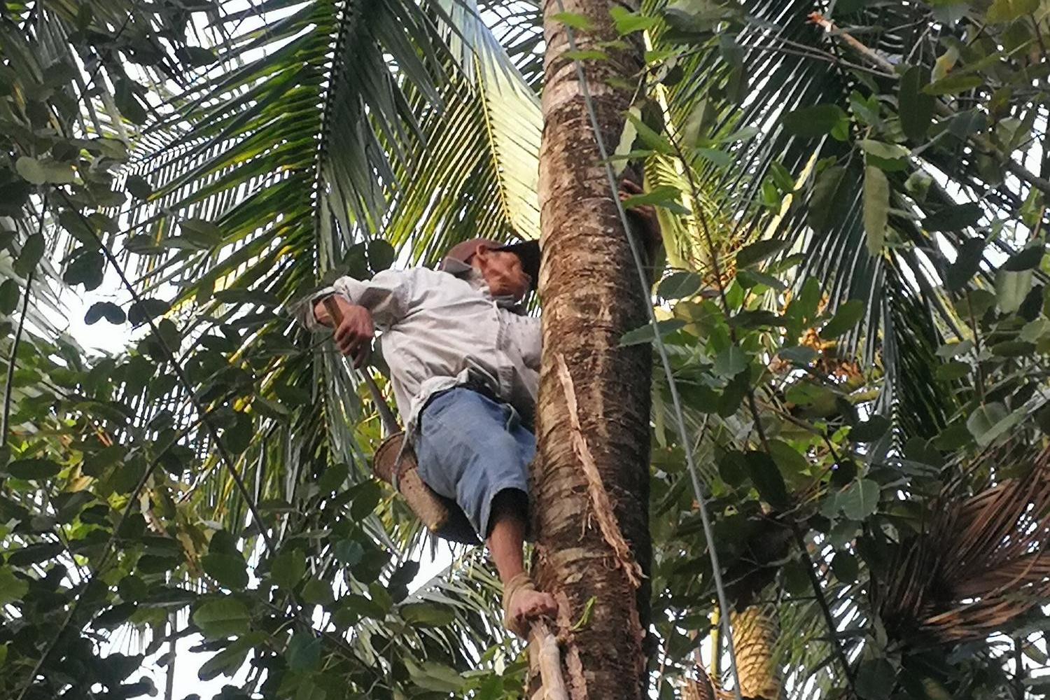 农民给蒜商打工分拣大蒜,每袋工钱两块二,直言比种蒜收入高多了