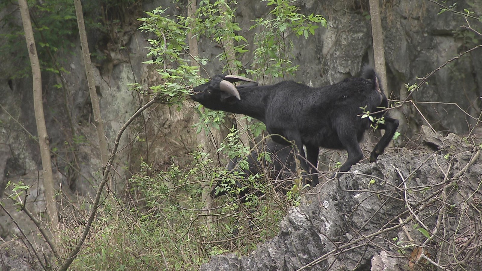 "百草丹"不是一味药,那会是什么?