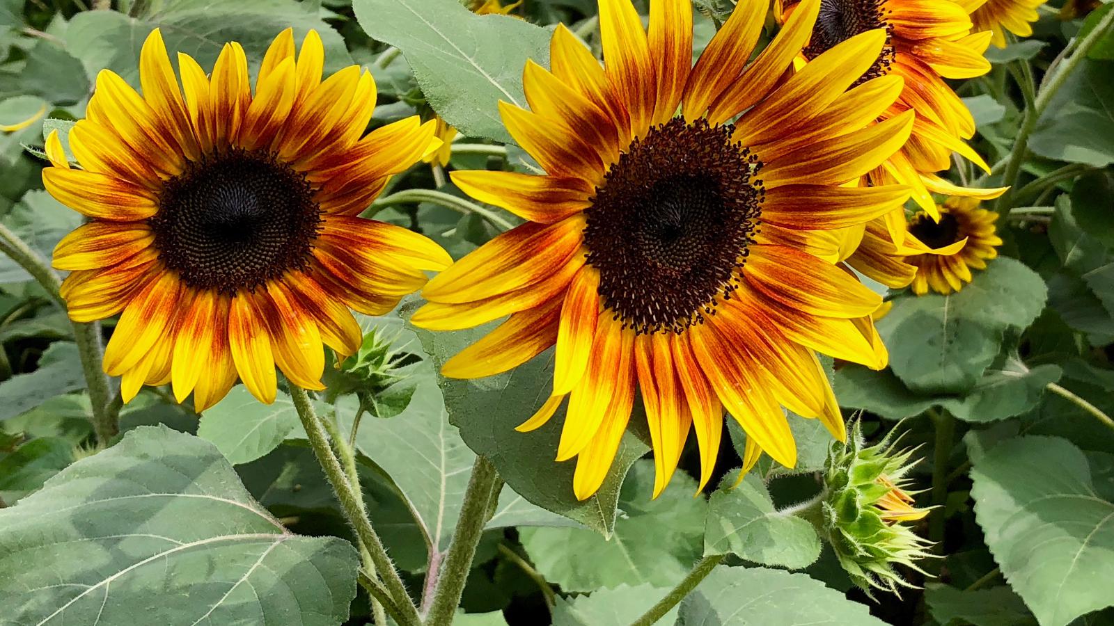 向日葵赏花季(二):特殊品种,北京奥林匹克森林公园